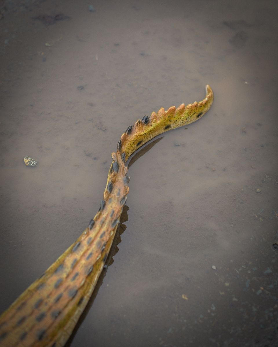 "Scaled Ambush" Fibreglass Crocodile Garden Sculpture close up of tail