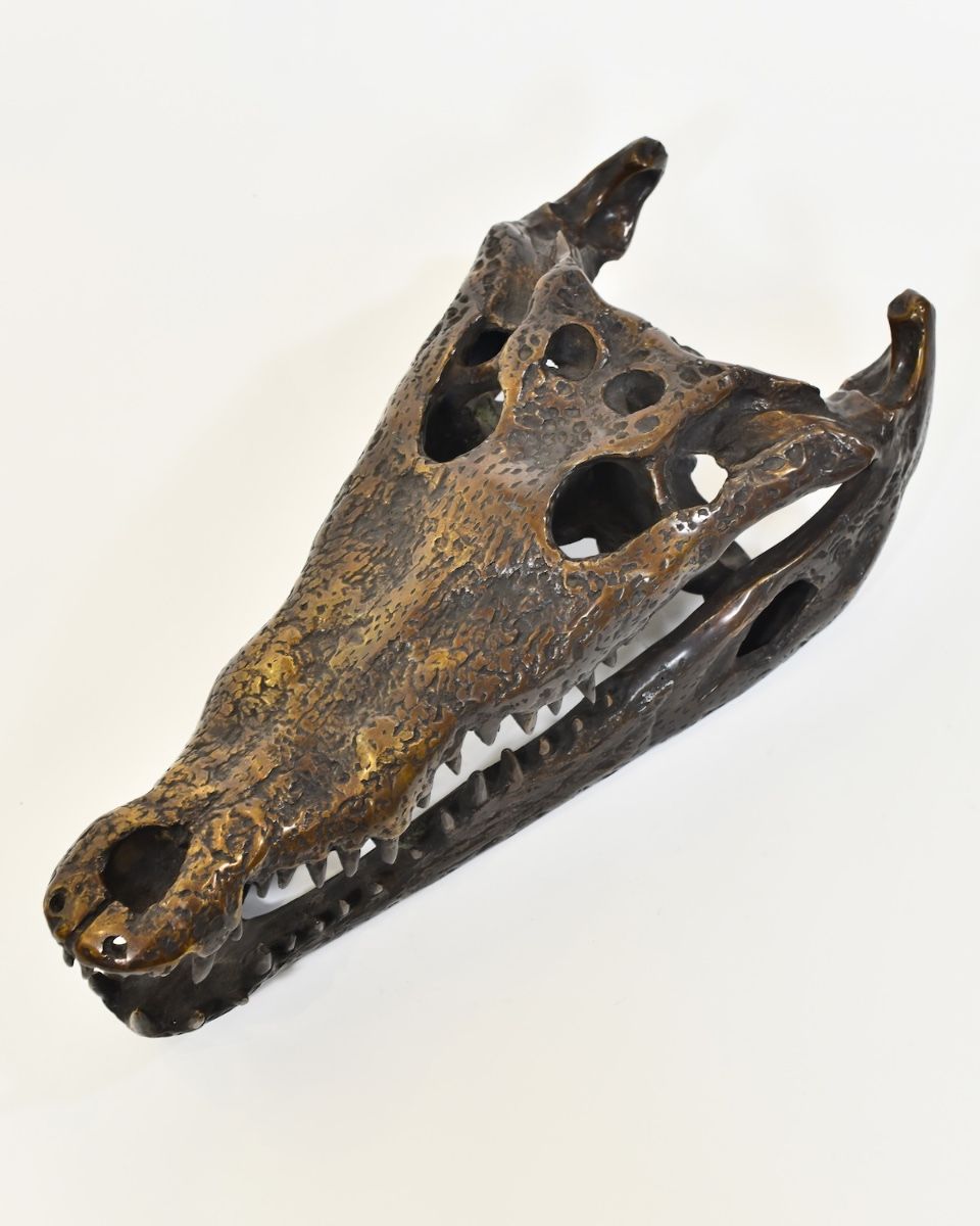 "Sobek" Cast Brass Crocodile Skull Sculpture view of top