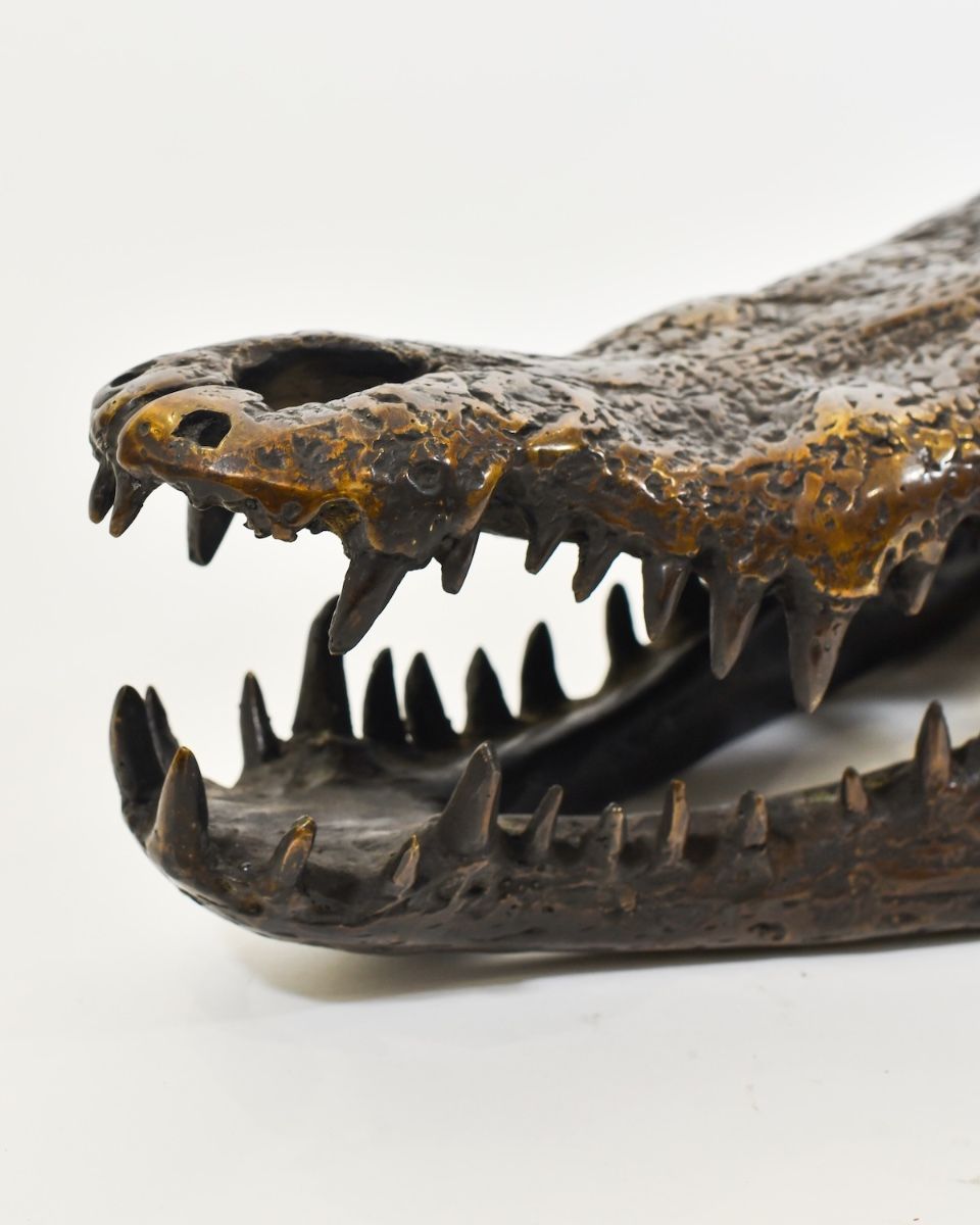 "Sobek" Cast Brass Crocodile Skull Sculpture close up of snout