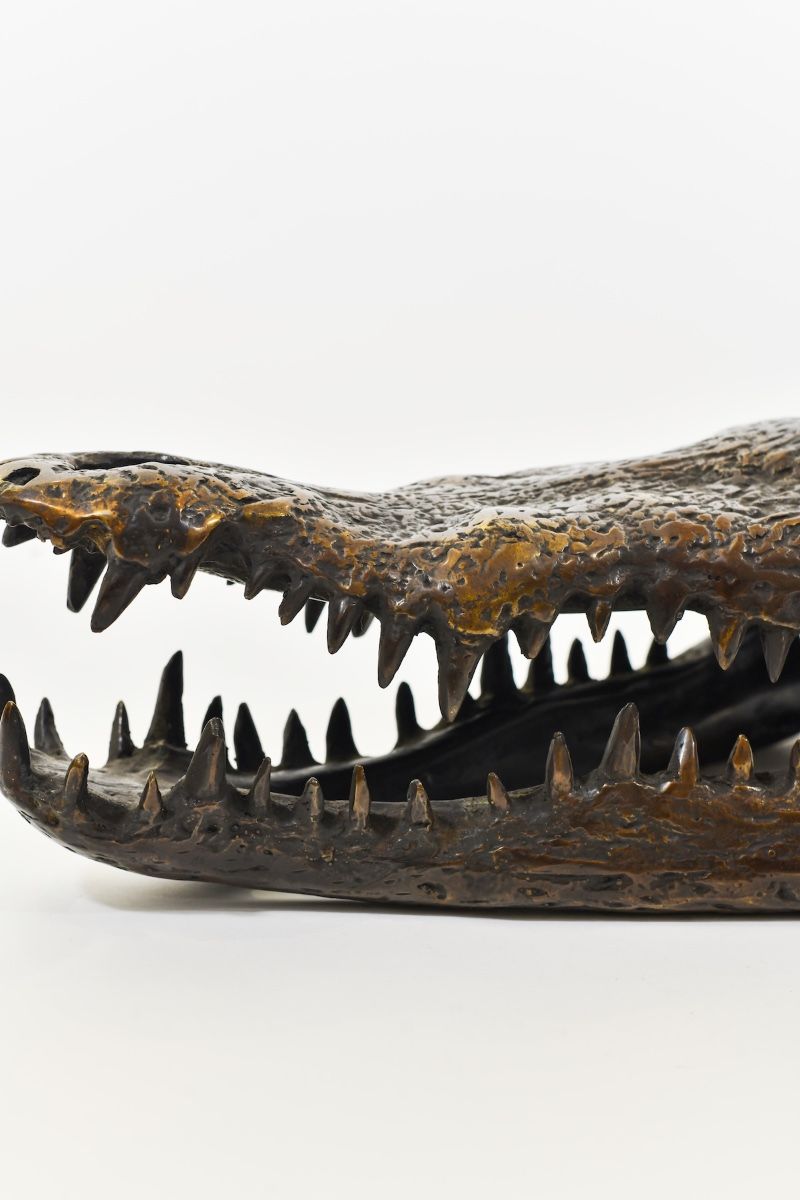 "Sobek" Cast Brass Crocodile Skull Sculpture close up of teeth