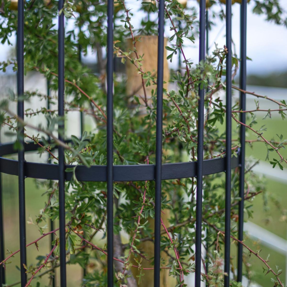 Close-up of Black Finish on “Titan” Tree Guards - Gold