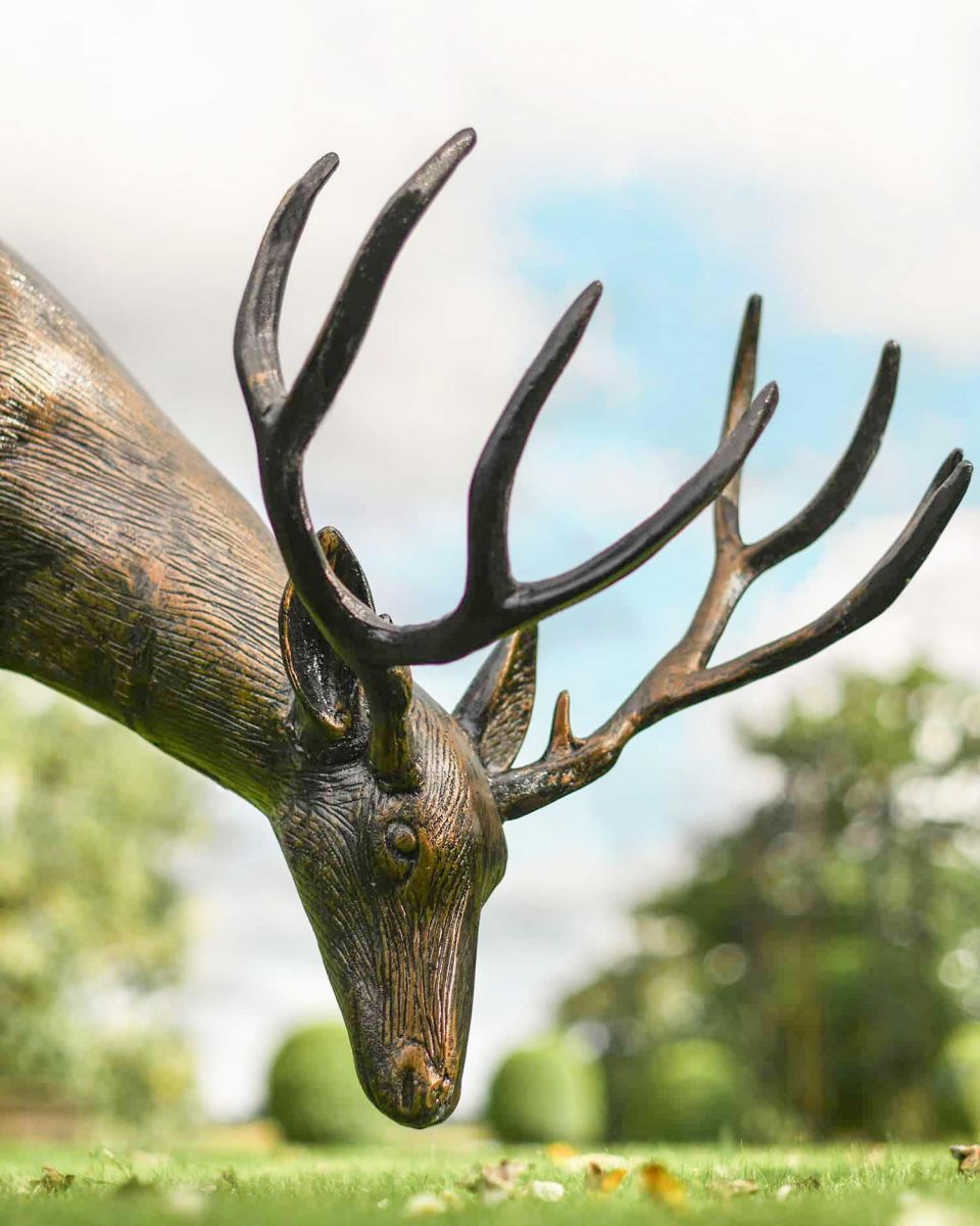 Grazing stag side view close up of head