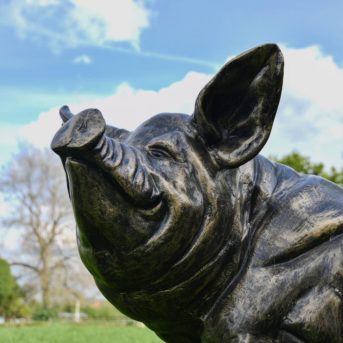 Close-up of the Pig"s Face Close-up of the Pig"s Face