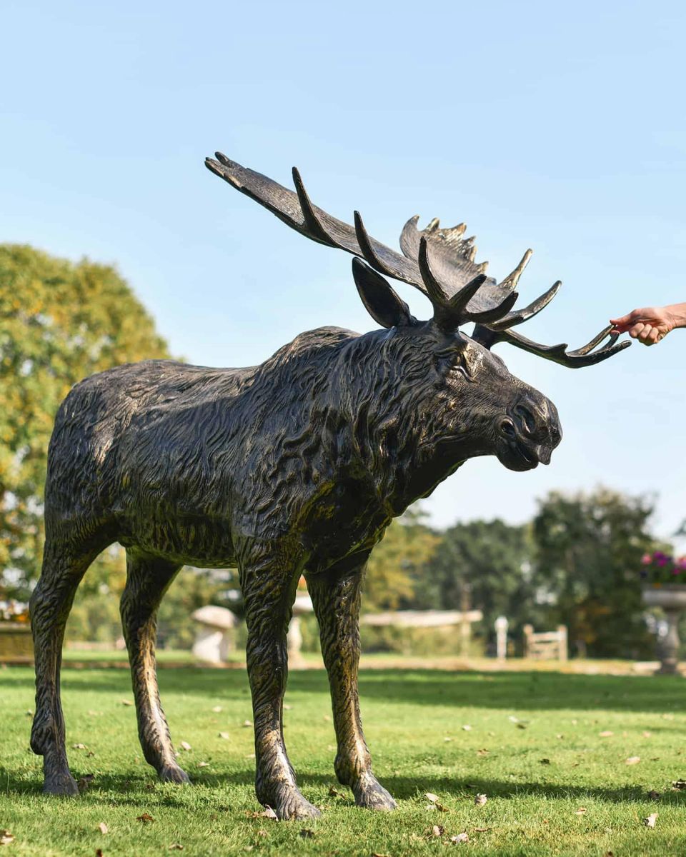 Scale Shot of Antique Gold "Mickey Moose" Cast Aluminium Moose Garden Sculpture Scale Shot of Antique Gold "Mickey Moose" Cast Aluminium Moose Garden Sculpture