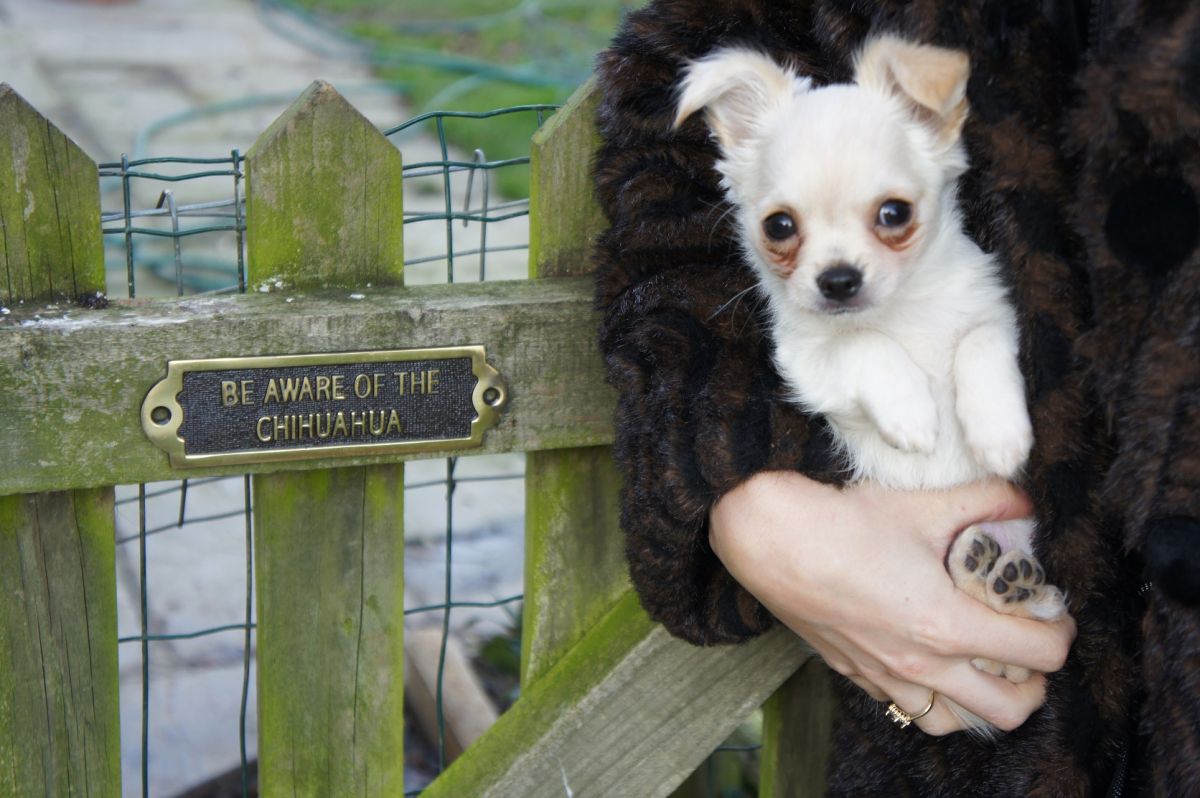 Brass Be Aware of the Dog Sign - Chihuahua