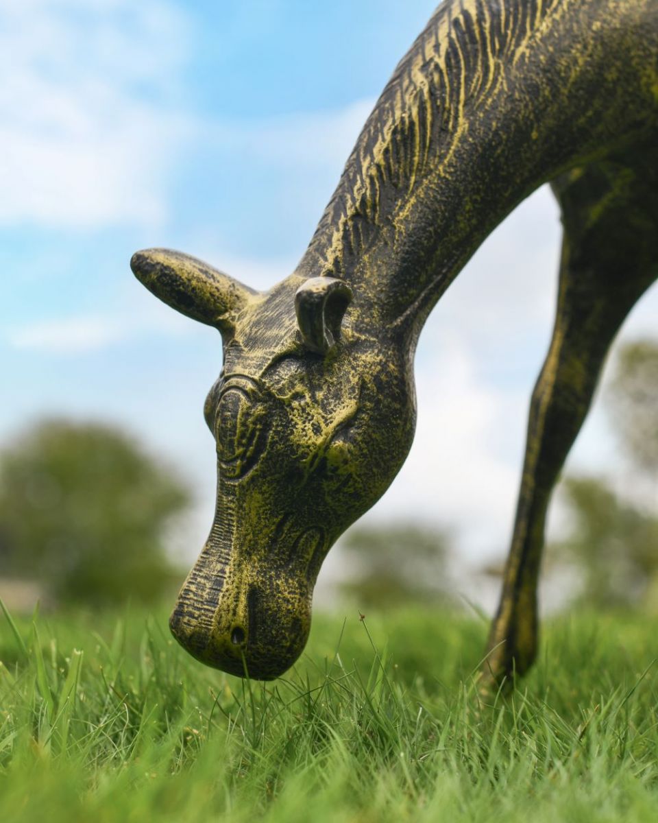 Close up of grazing foal"s head