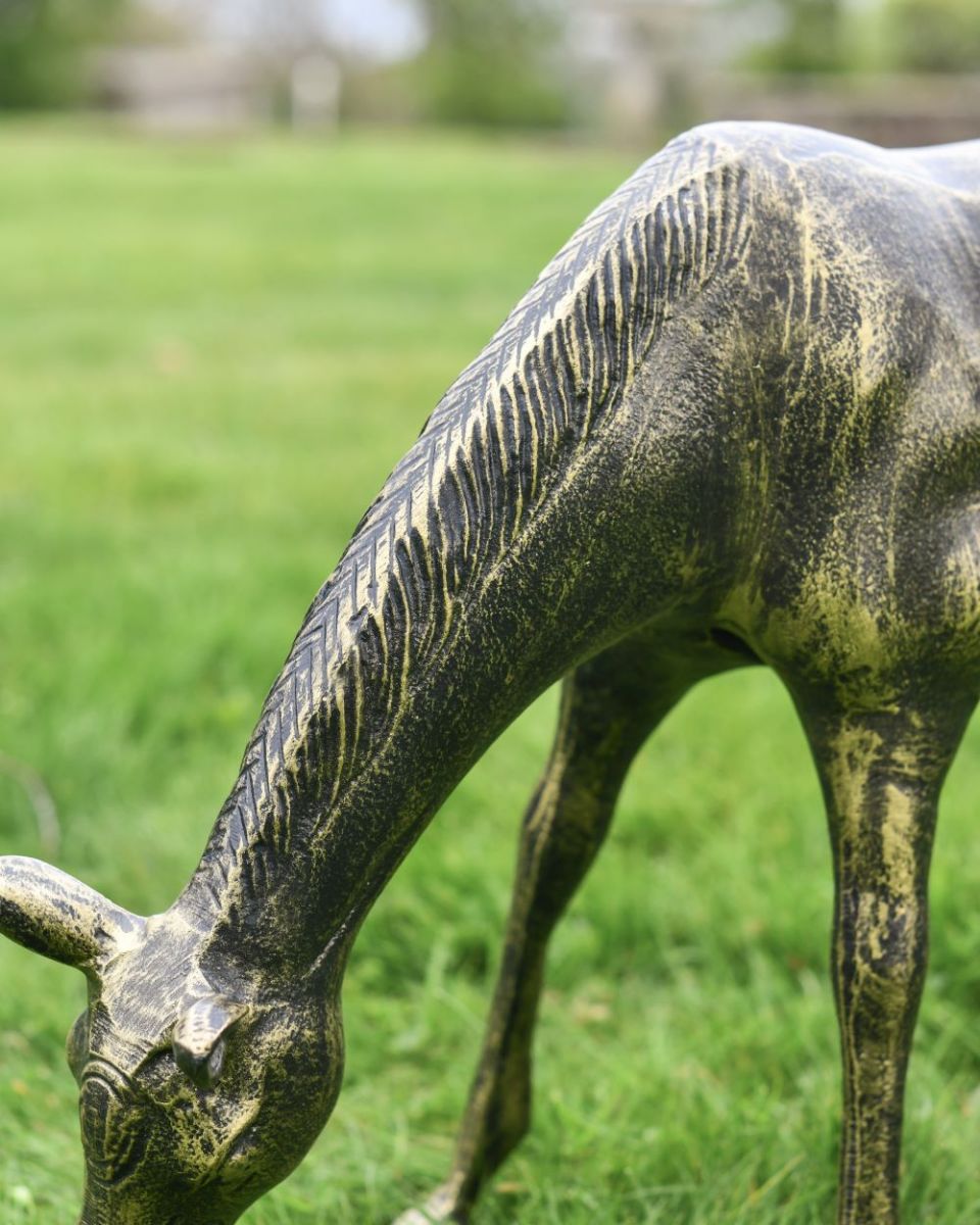 Close up of grazing foal"s neck
