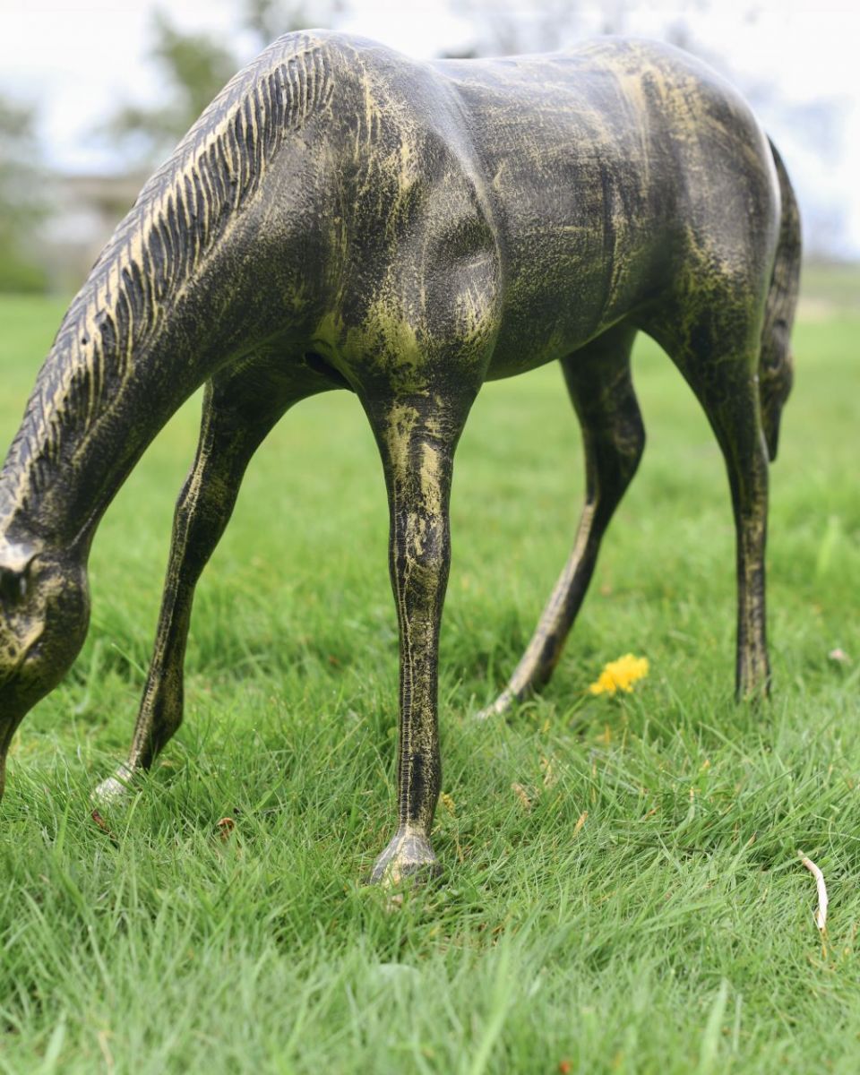 Close up of grazing foal"s shoulder