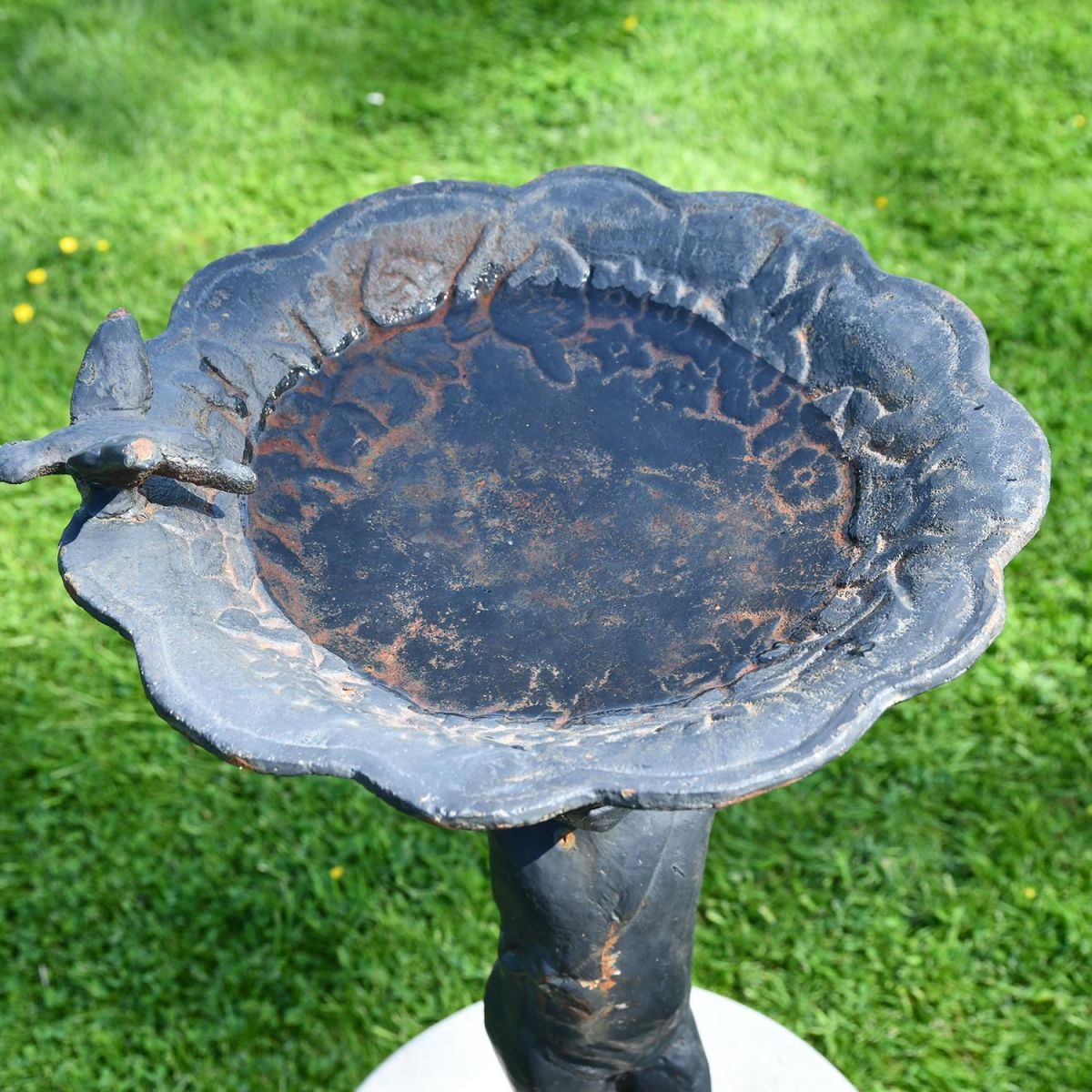 Close-up of the Bird Bath Close-up of the Bird Bath