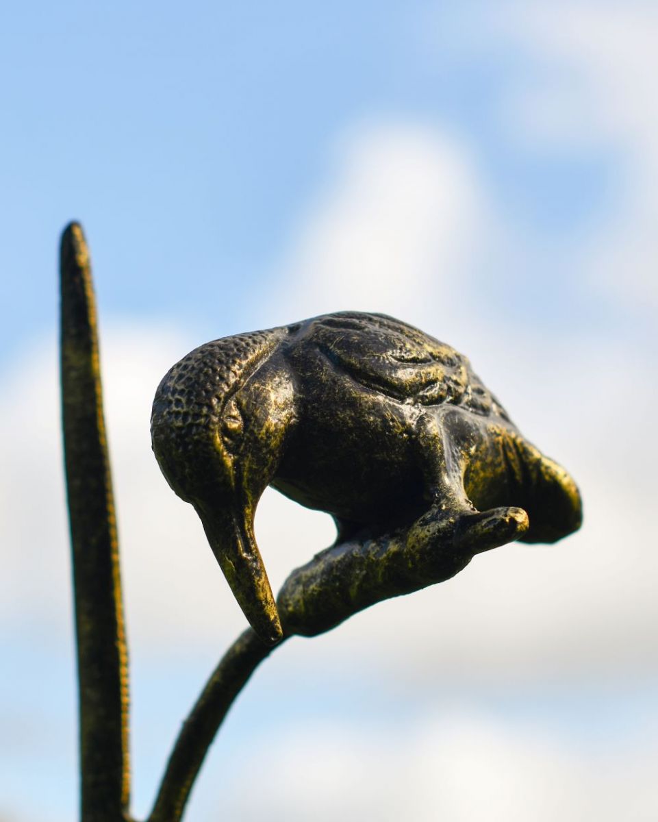 Close up of Kingfisher