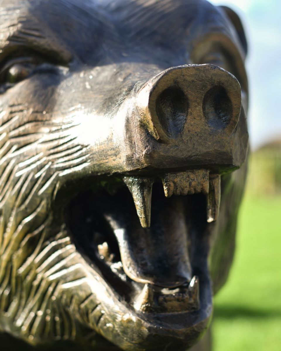 Close up of detailing in and around bear"s mouth Close up of detailing in and around bear"s mouth