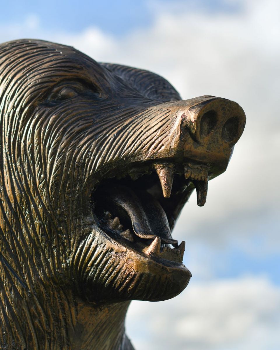 Close up of bear"s head Close up of bear"s head