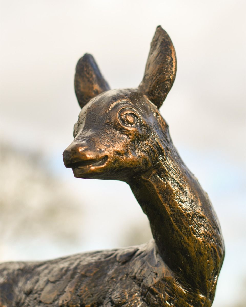 Close Up Of Doe Face Close Up Of Doe Face