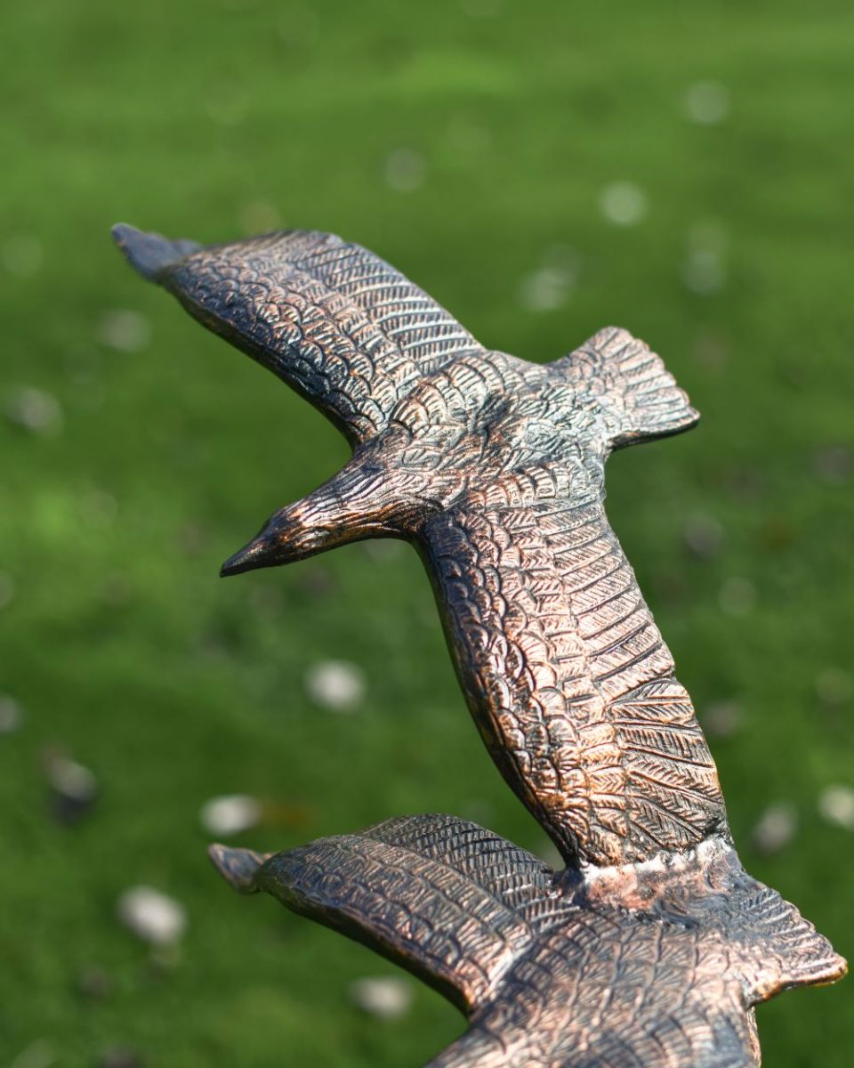 Close up of top seagull