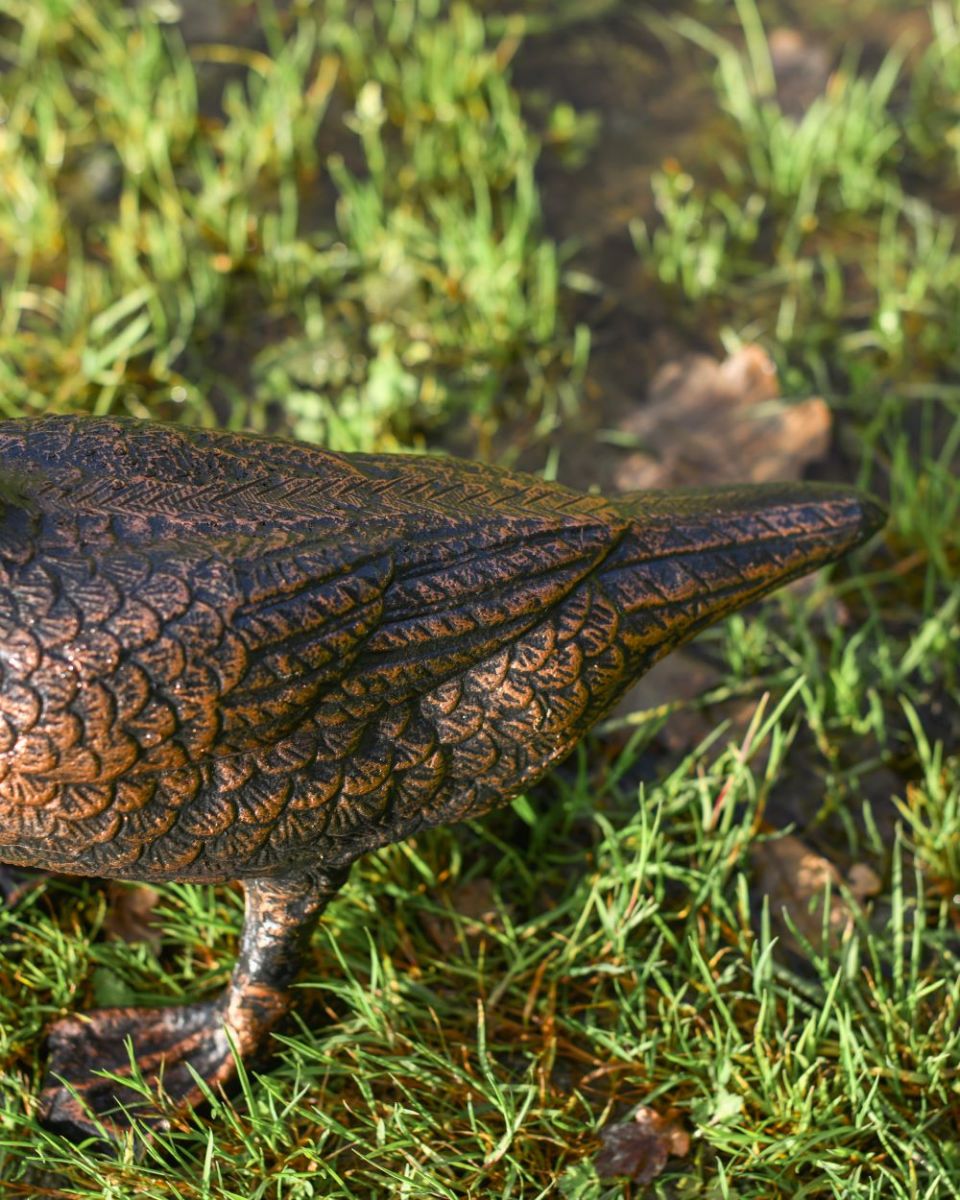 Close up of standing duck"s back