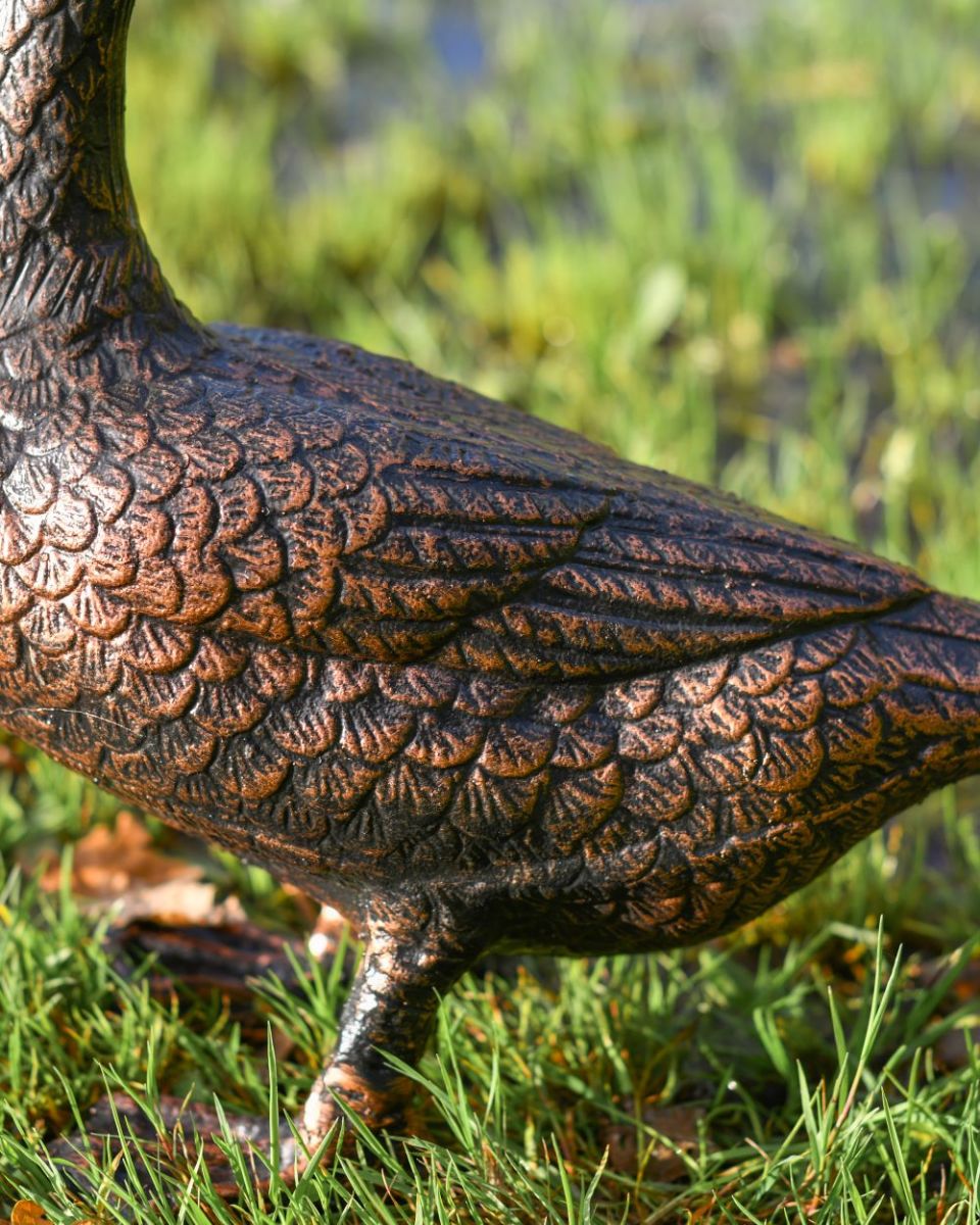 Close up of standing duck"s wing