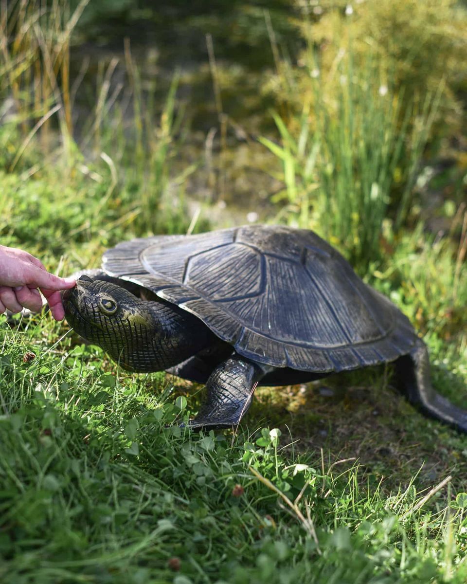 Scale Shot of Cast Aluminium "Free Roam" Turtle Garden Sculpture