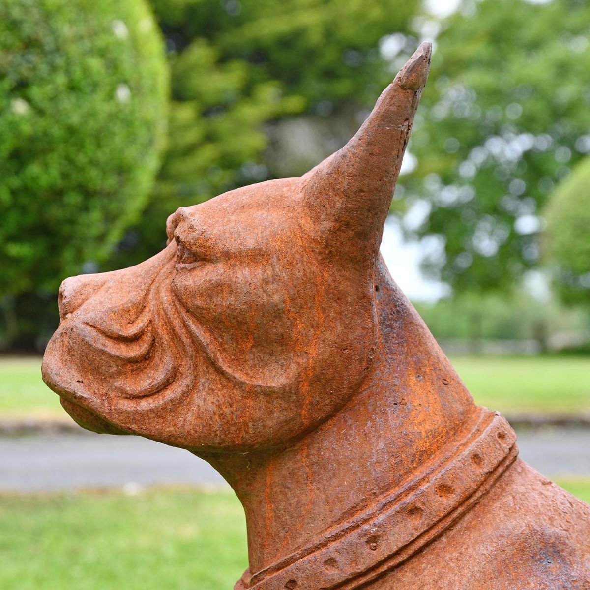 View of the Side of the Boxer Dog"s Face