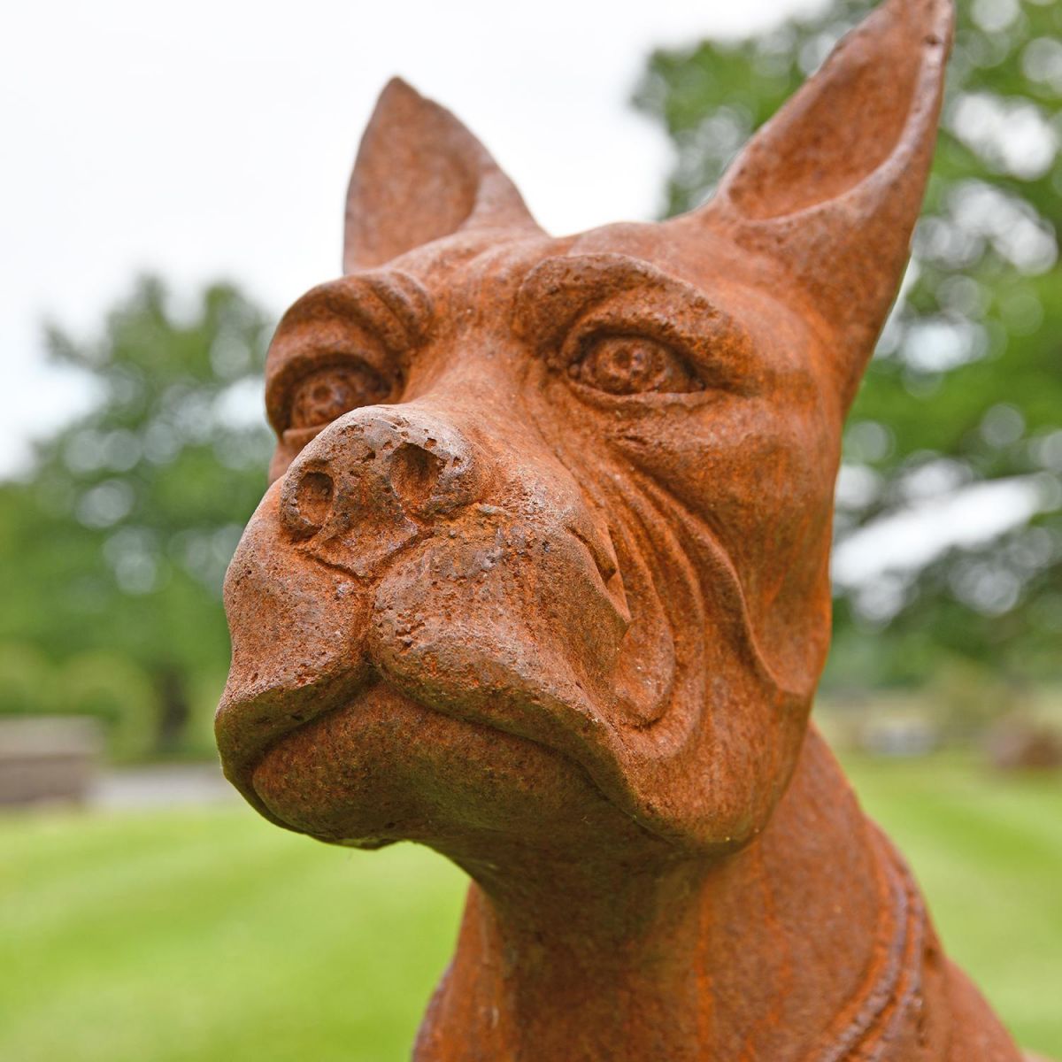 Close-up of the Boxer Dog"s Face