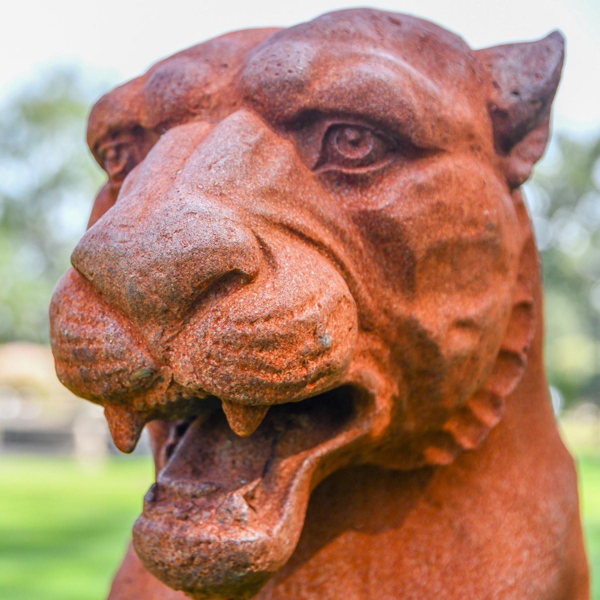 Close-up of the Face of the Cast Iron Rustic Jaguar Bust Close-up of the Face of the Cast Iron Rustic Jaguar Bust