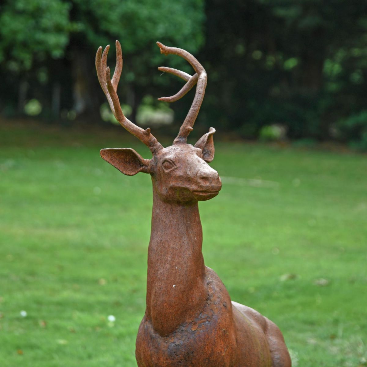 Close-Up of Stag