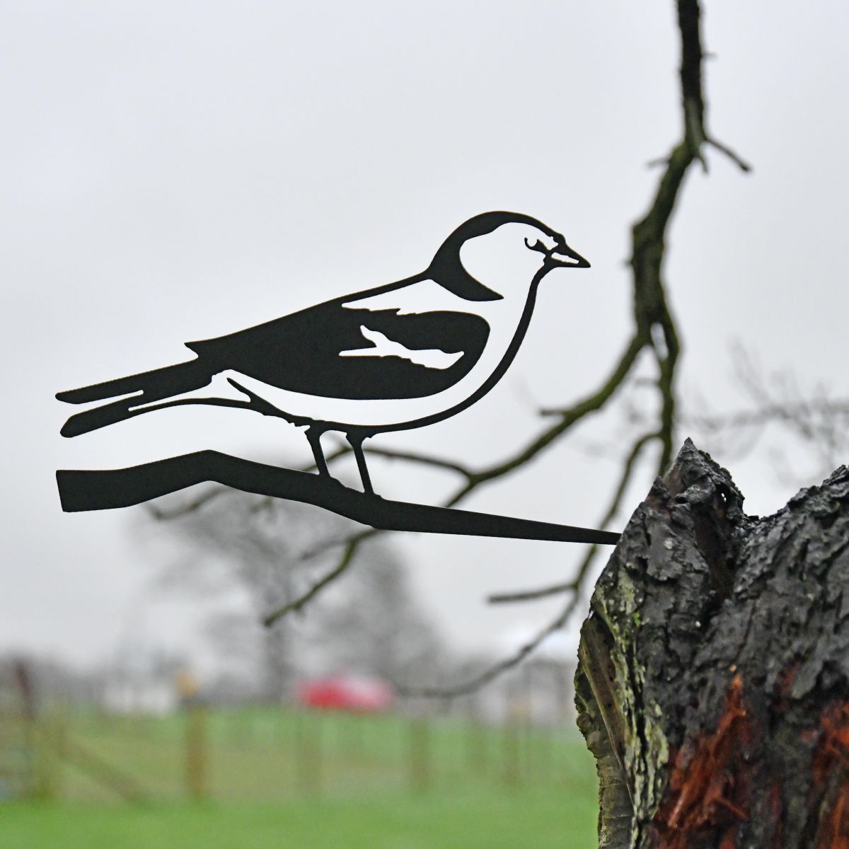 Chaffinch Tree Spike in Full 