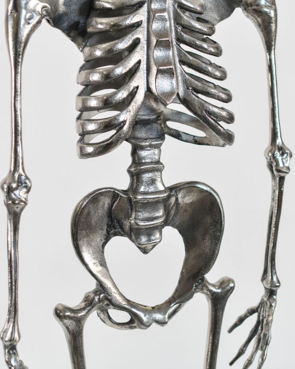 Chrome Skeleton Spine and Pelvis Close up