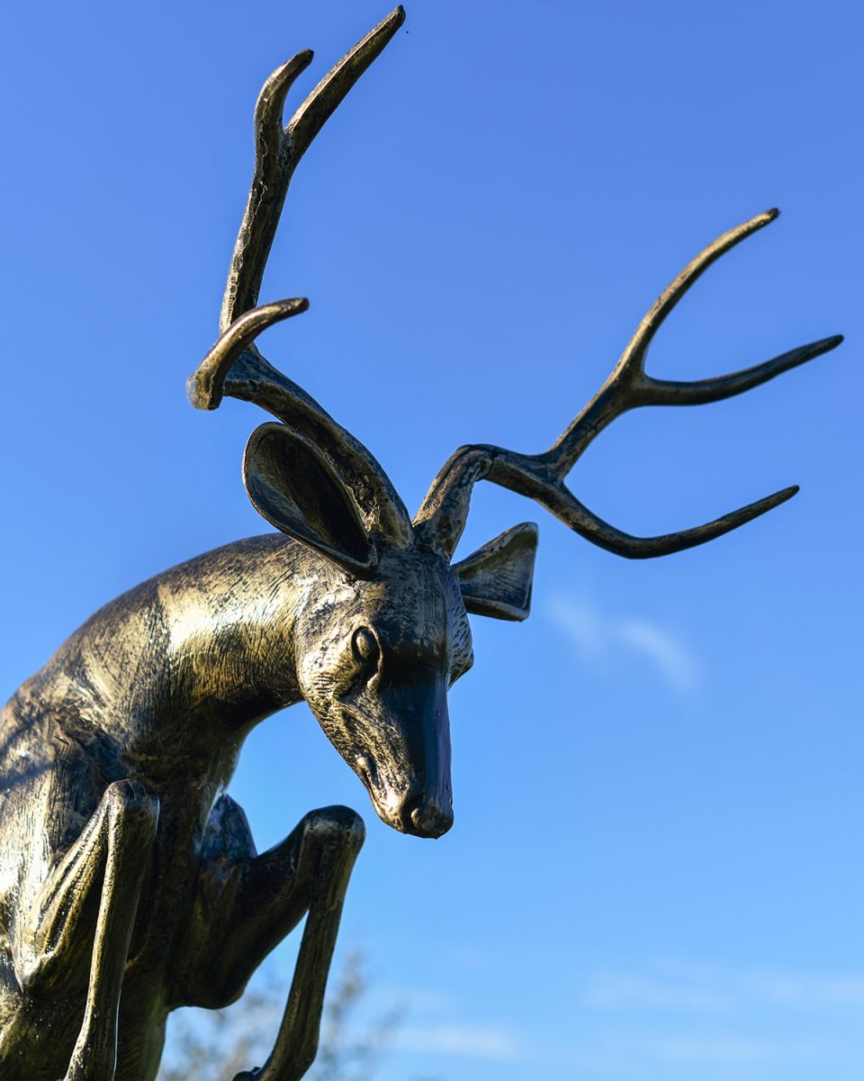 Close-up of the Head of the Rutting Stag