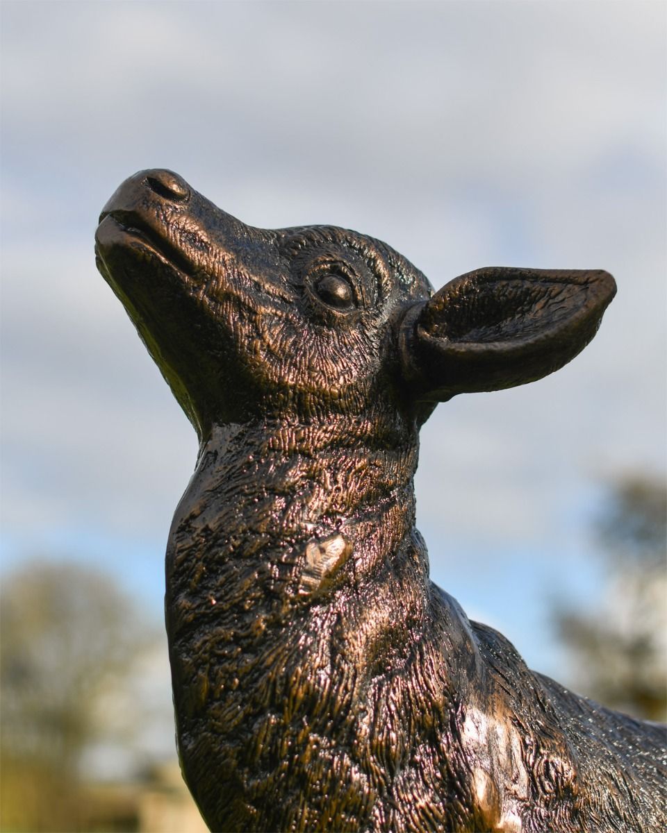 Close Up Of Does Face 