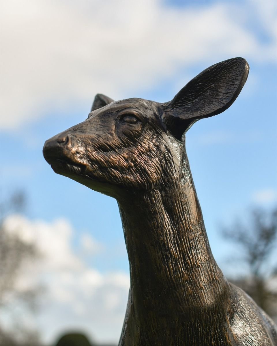 Close up Of Does Face 