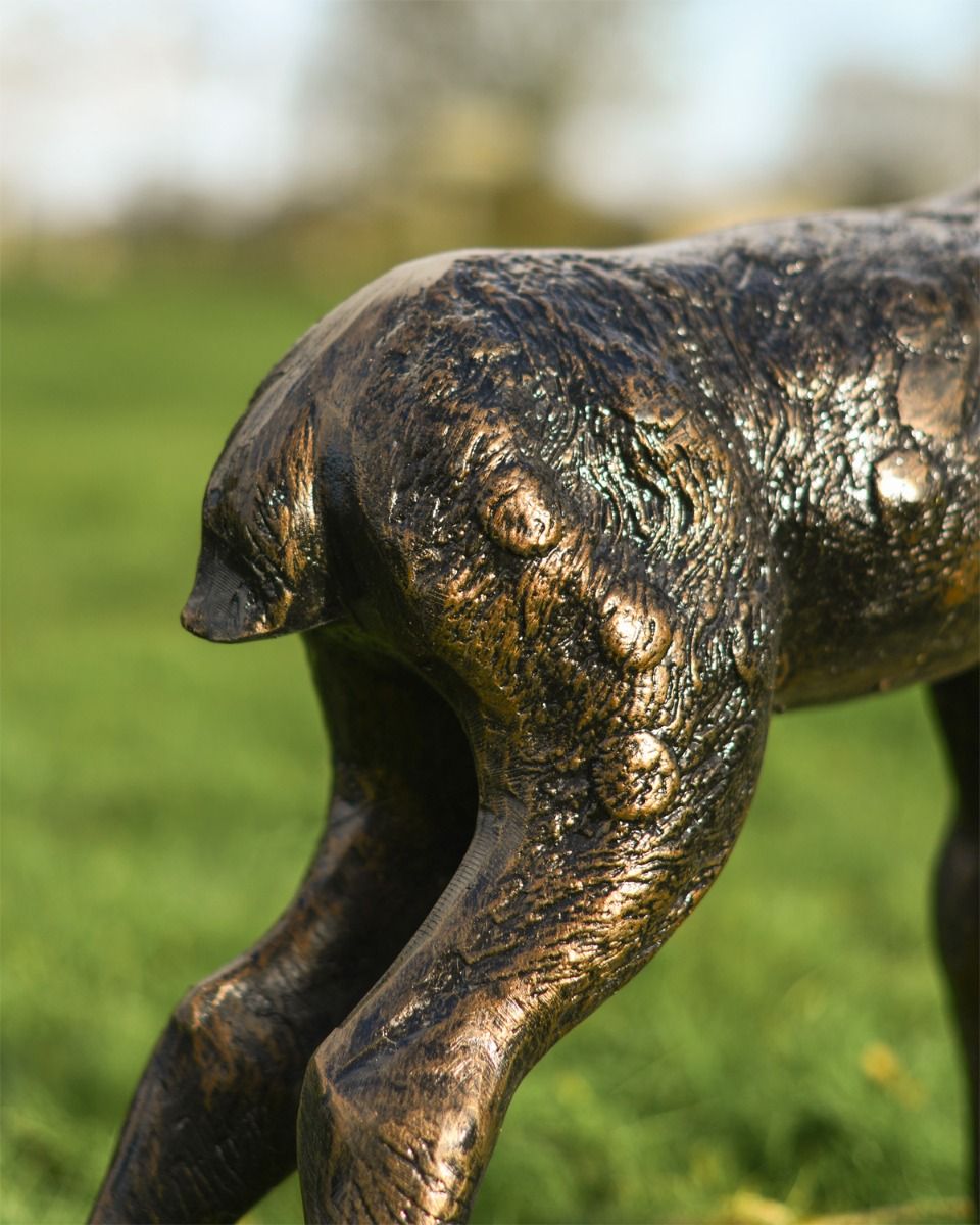 Close Up Of Does Tail  Close Up Of Does Tail