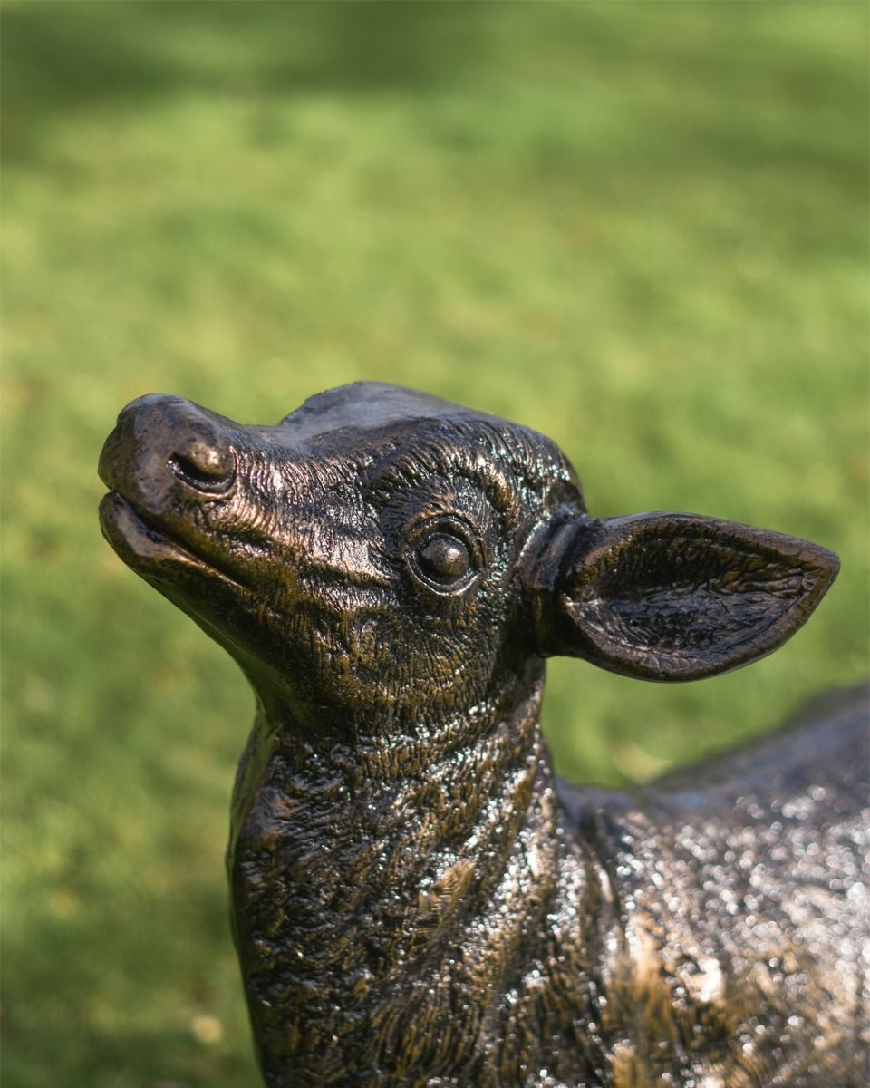 Close Up Of Does Face 