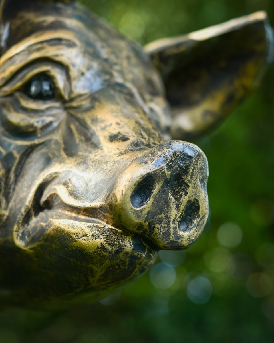 Close up of pig snout detail on farmyard garden sculpture