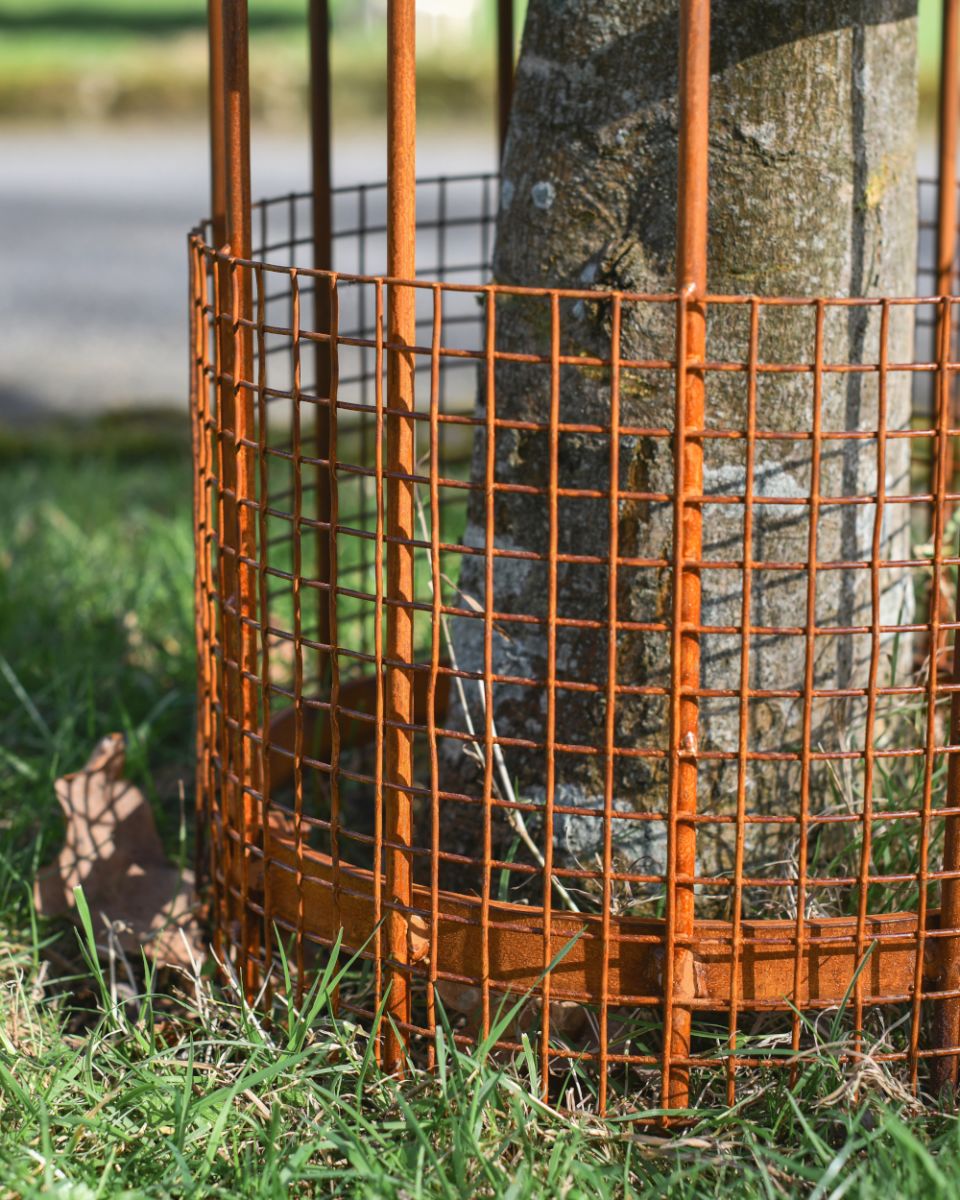 Close Up Of The Wrought Iron Burghley Tree Guard Close Up Of The Wrought Iron Burghley Tree Guard