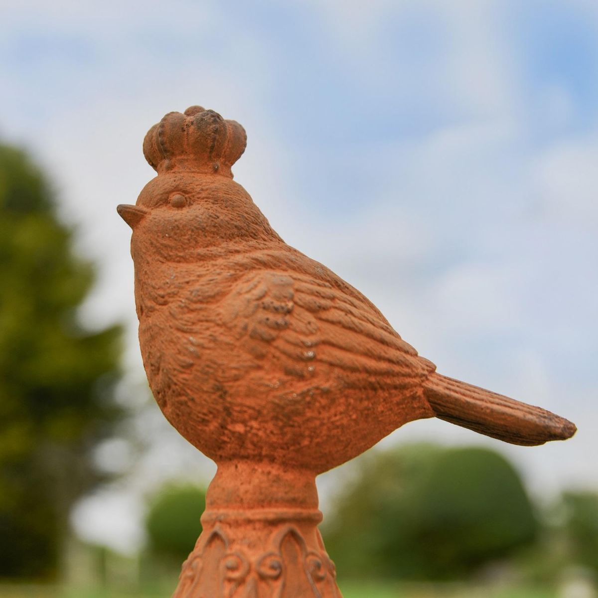 Close up of Bird with Crown  Close up of Bird with Crown