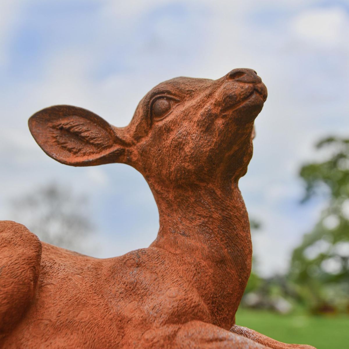 Cloe-Up of Sitting Deer Cloe-Up of Sitting Deer