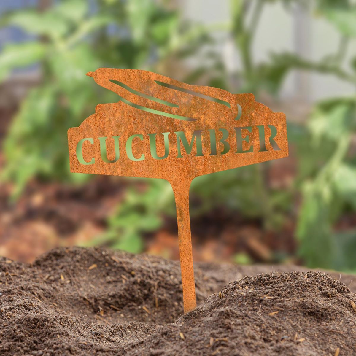 "Cucumber" Vegetable Label in Situ Outdoors