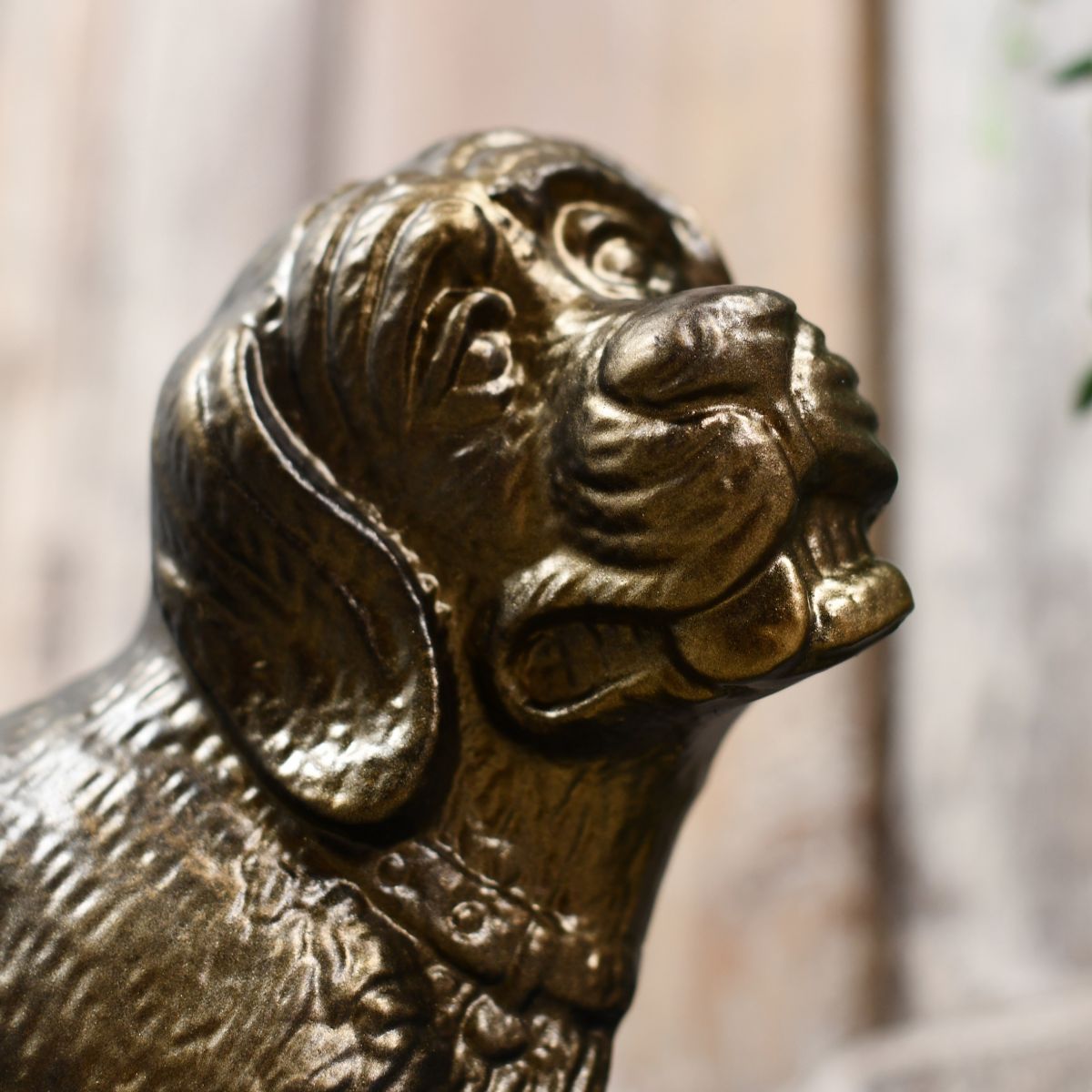 Close up of comical dogs face