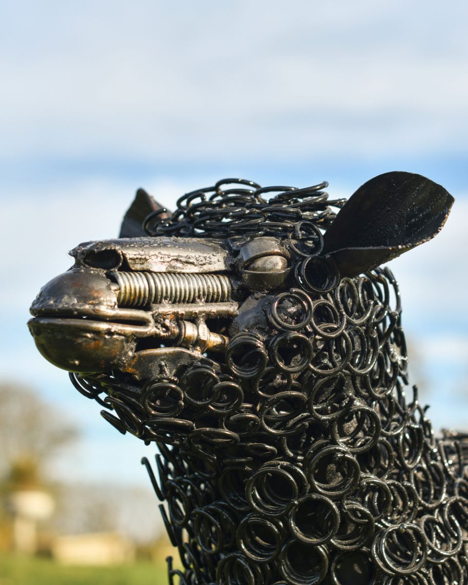Close up of details on sheeps face Close up of details on sheeps face