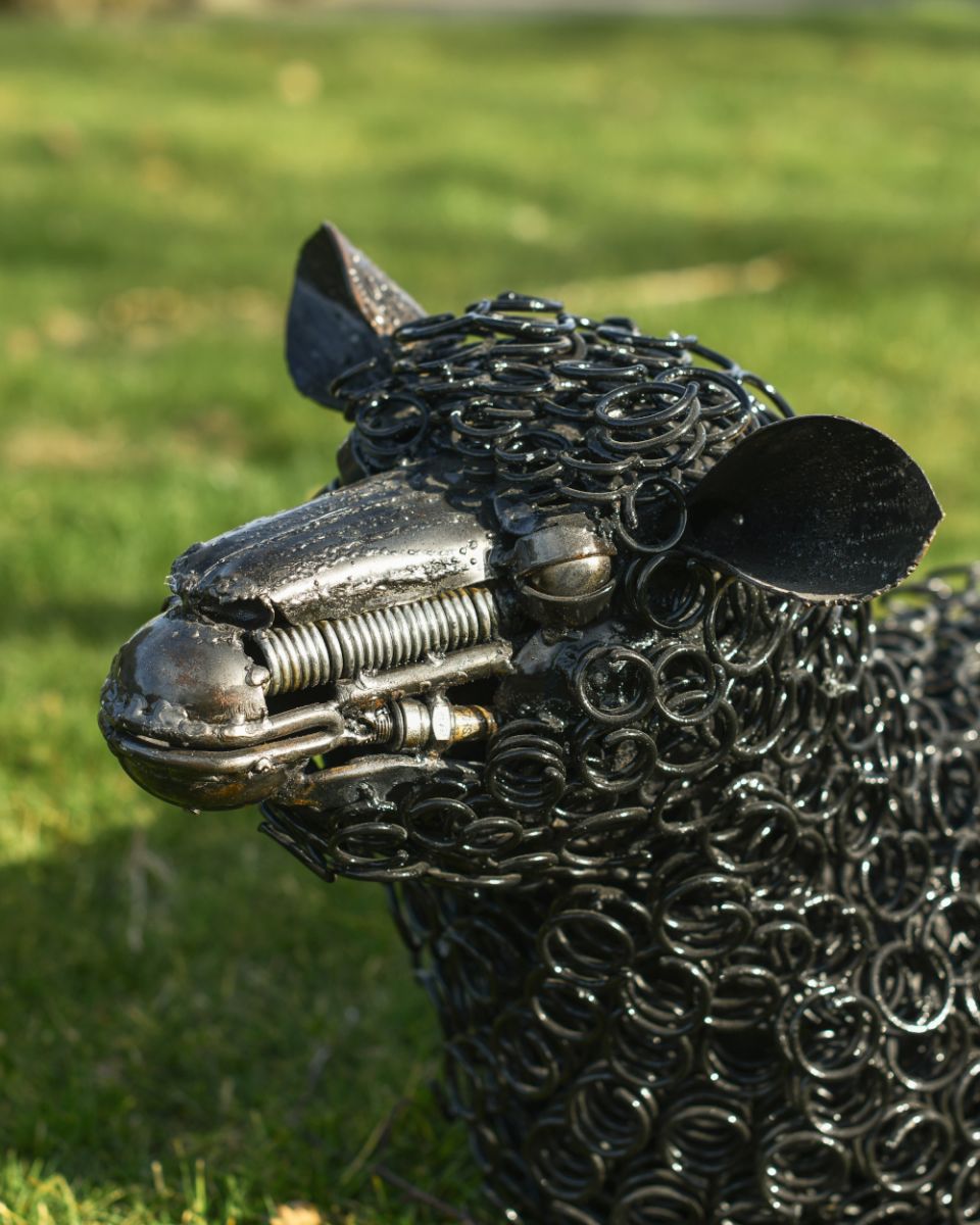 Face of the sheep Face of the sheep