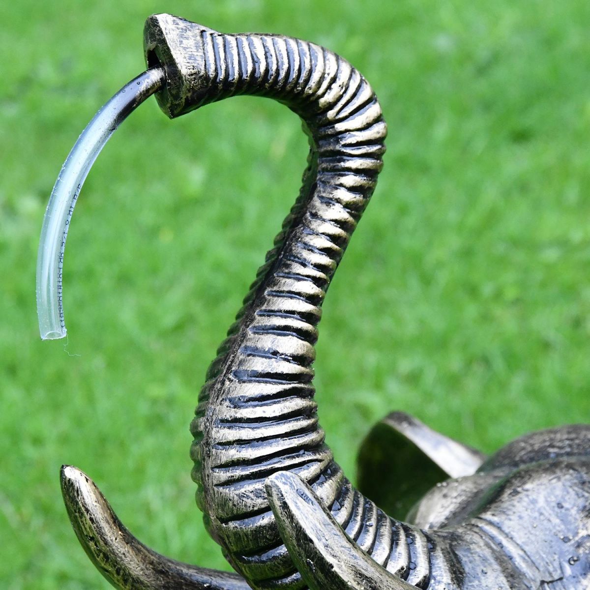 Close-up of the Trunk of the Elephant