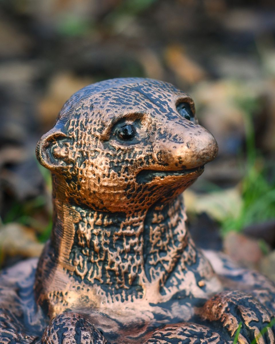 Close Up Of The Copper Peeking Meerkat