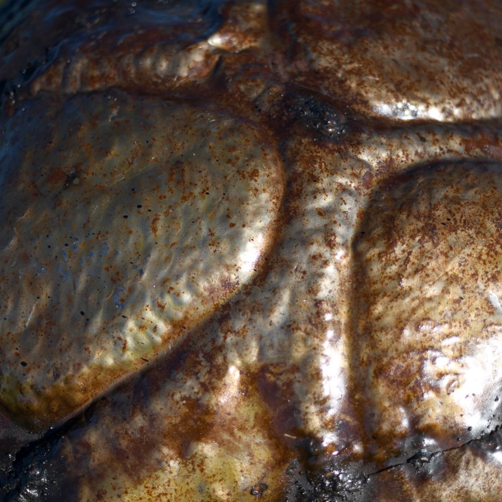 Close-up of the Tortoise Shell