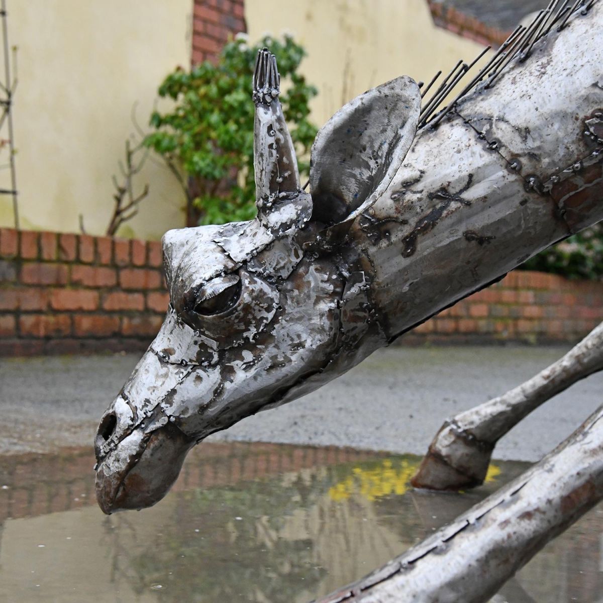 close-up of the Giraffes Head Drinking Water
