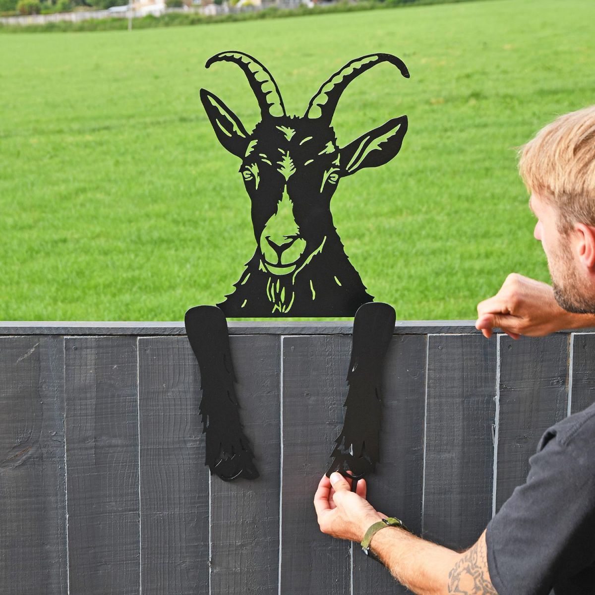 Goat Leaning Fence Topper to Situ