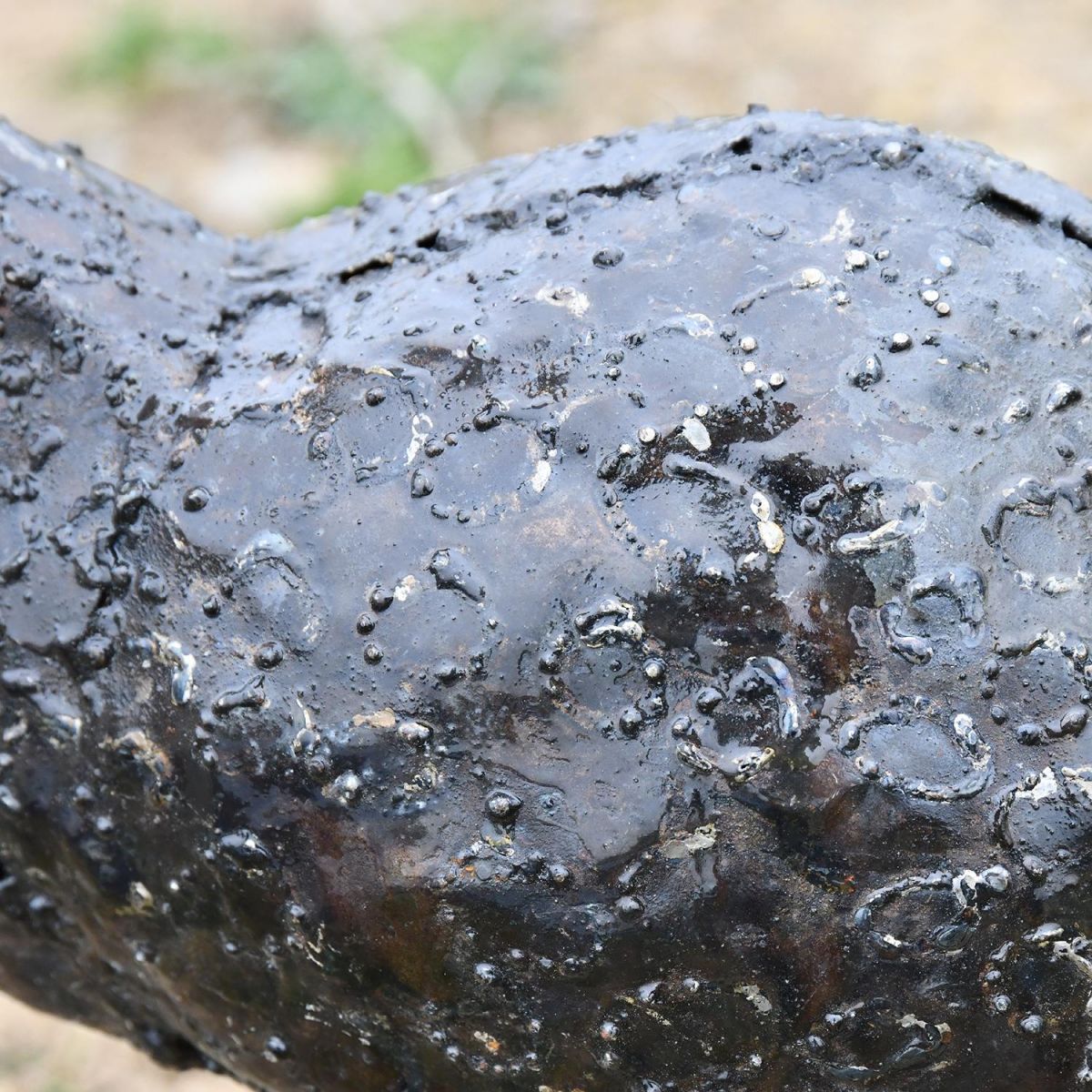 Close-up of the Recycled Metal Finish on the Guinea Fowl Garden Sculpture Close-up of the Recycled Metal Finish on the Guinea Fowl Garden Sculpture