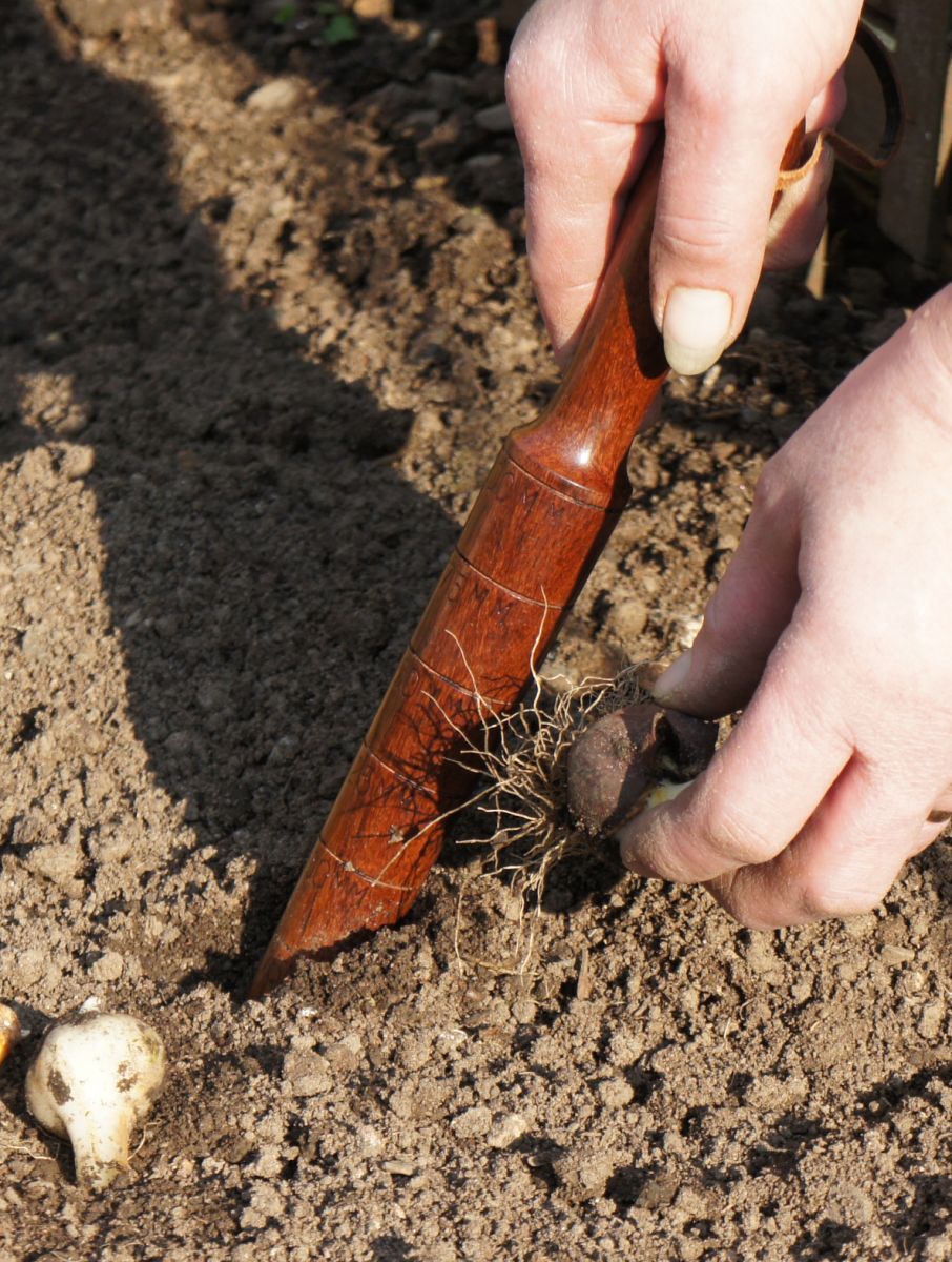 Hand Waxed RoseWood Garden & Dibber with Leather Strap
