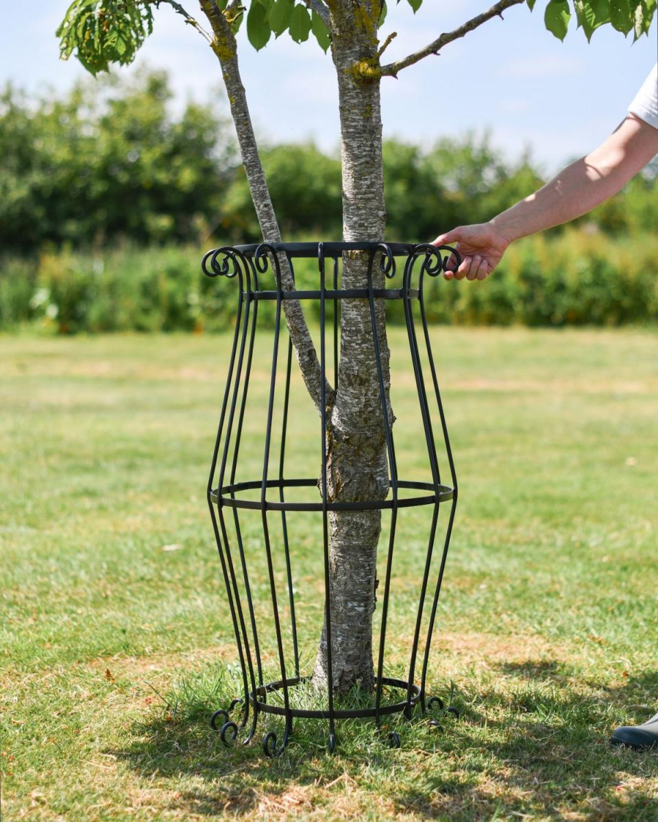 Scale Shot of Large Black "Augustus" Steel Tree Guard - 105cm