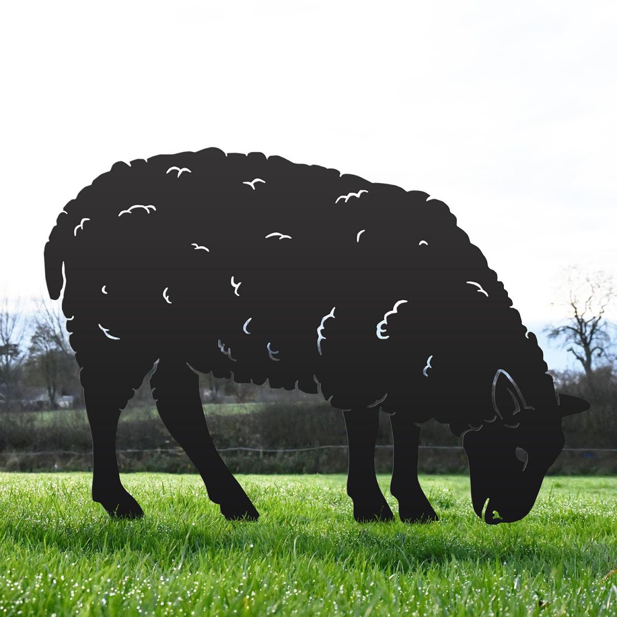 Black Ewe Sheep Feeding Silhouette in Situ in the Garden
