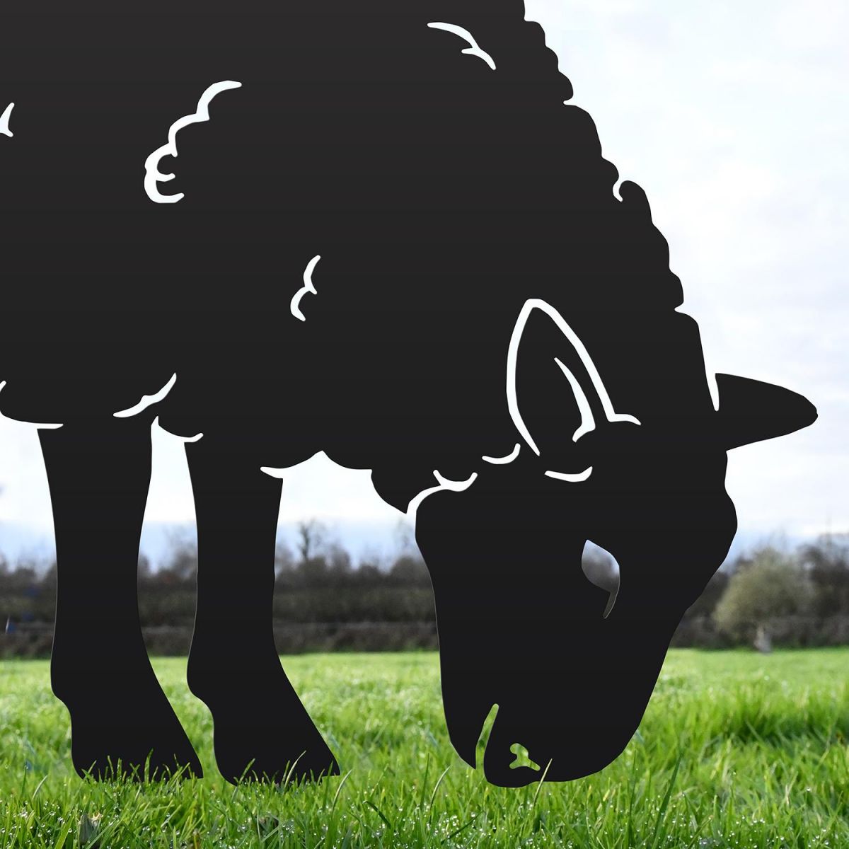 Close-up of the Head on the Ewe Sheep Feeding Silhouette